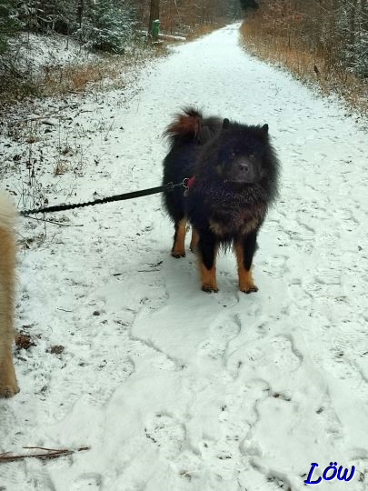 12.2.2025 - Schnee auf der Kleinen Runde